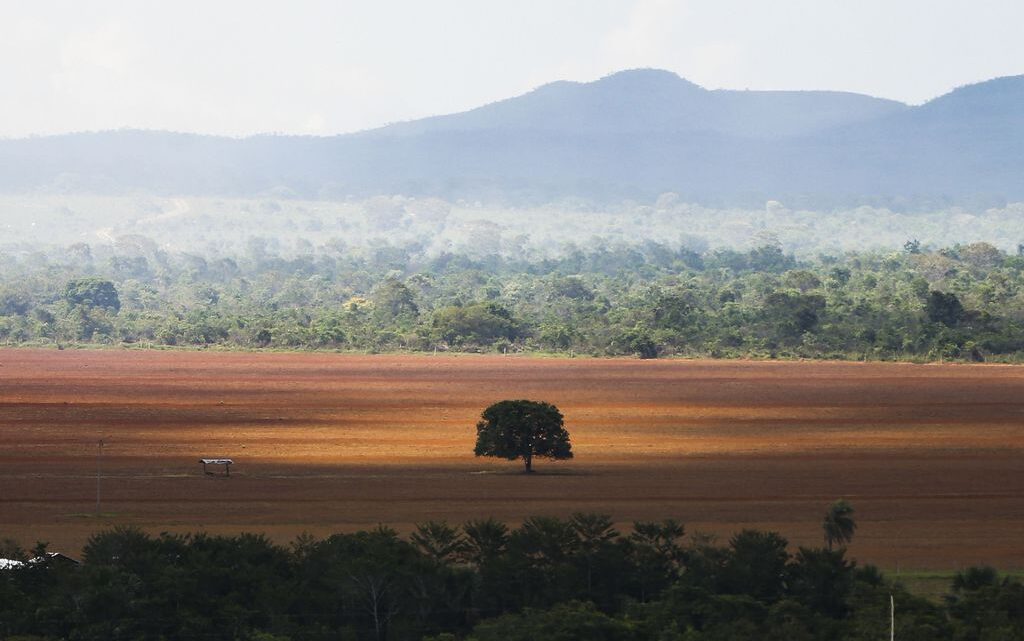Desmatamento acelera no Cerrado