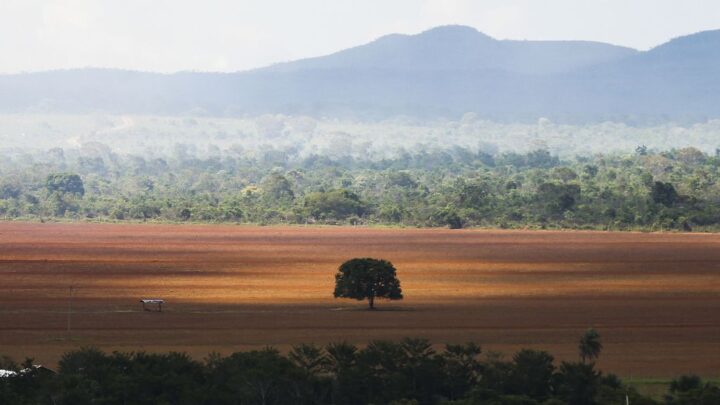 Desmatamento acelera no Cerrado