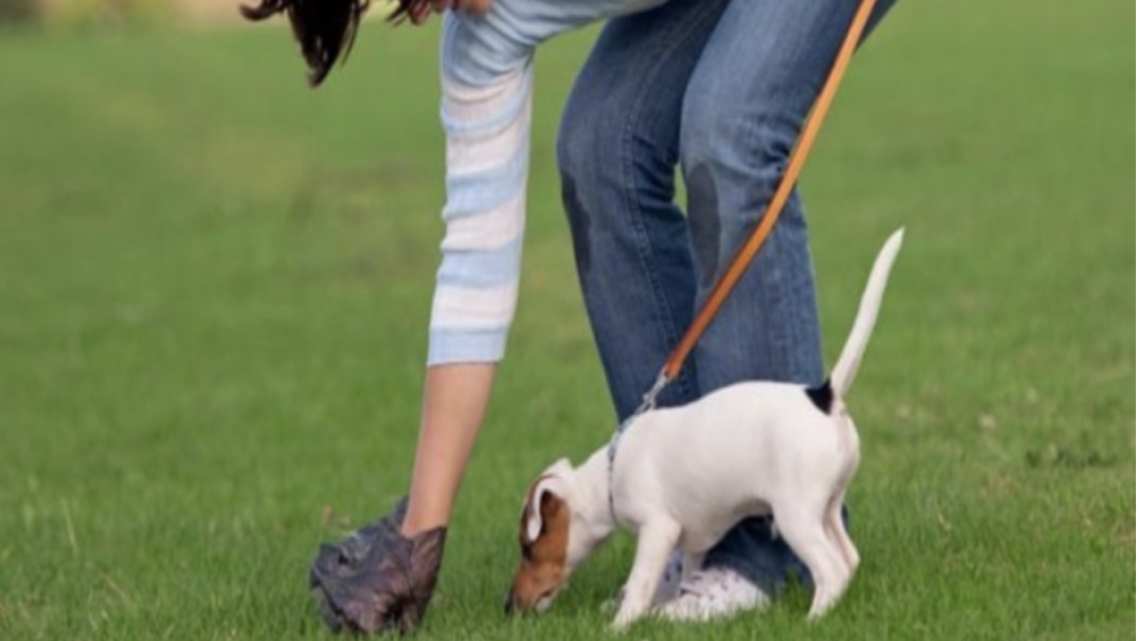 VIAS “BOSTIFICADAS”: RECOLHER AS FEZES DO SEU CACHORRO É UMA OBRIGAÇÃO, NÃO É UM FAVOR!