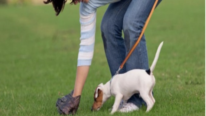 VIAS “BOSTIFICADAS”: RECOLHER AS FEZES DO SEU CACHORRO É UMA OBRIGAÇÃO, NÃO É UM FAVOR!