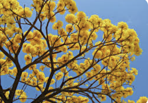 Temporada de floração dos ipês-amarelos colore as ruas do DF