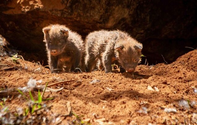 Zoo comemora o nascimento de dois lobos-guará