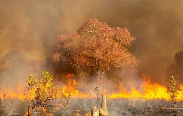 STF dá prazo para que Governo Federal apresente plano de prevenção e combate aos incêndios no Pantanal e na Amazônia