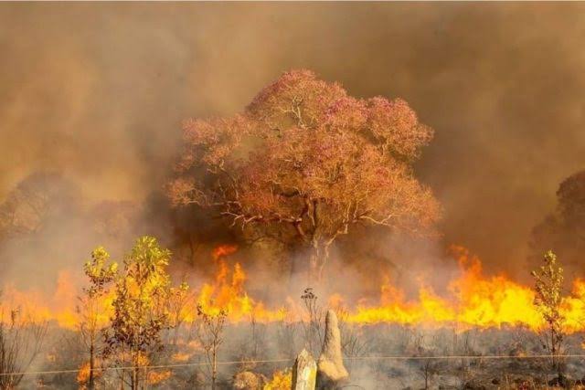 STF dá prazo para que Governo Federal apresente plano de prevenção e combate aos incêndios no Pantanal e na Amazônia