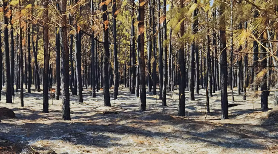 Incêndio destrói floresta da Faber-Castell no interior de Minas Gerais