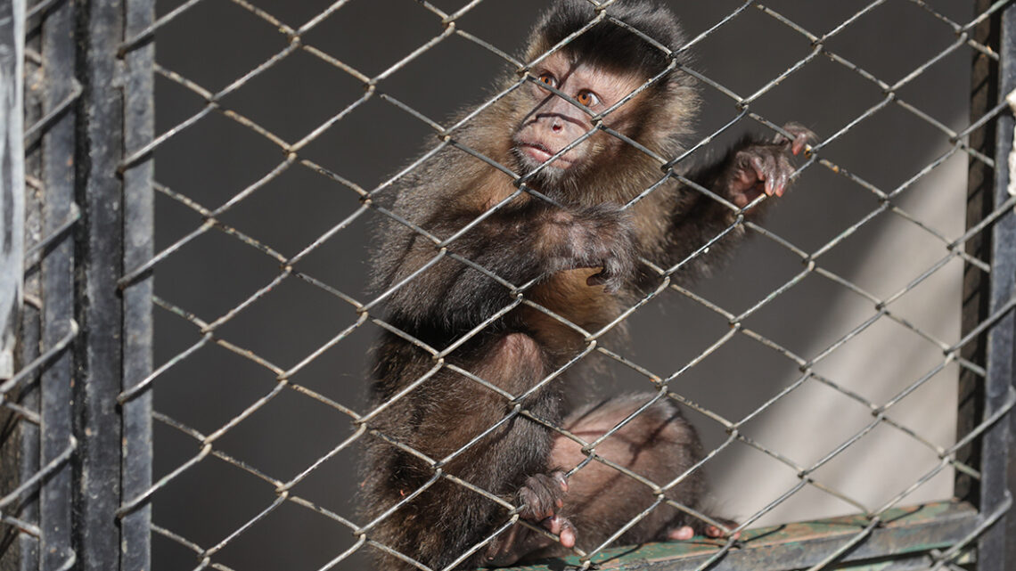 Zoo atende animais feridos por atropelamento e tem equipe de apoio em áreas de queimadas