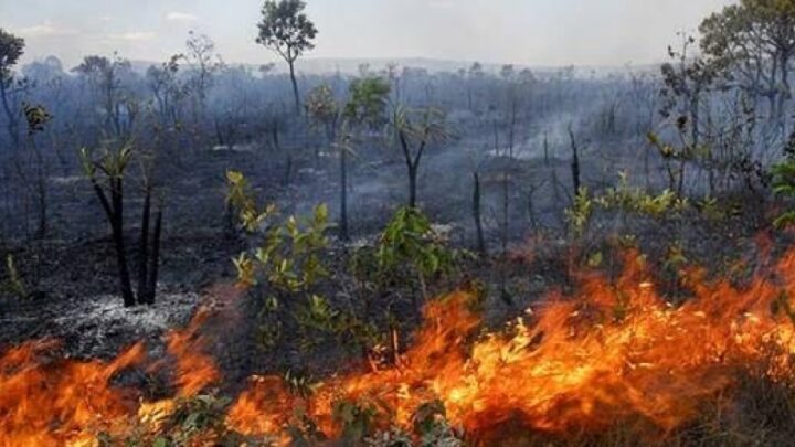 O Cerrado não vai sobreviver apenas com reuniões e passeios de helicóptero