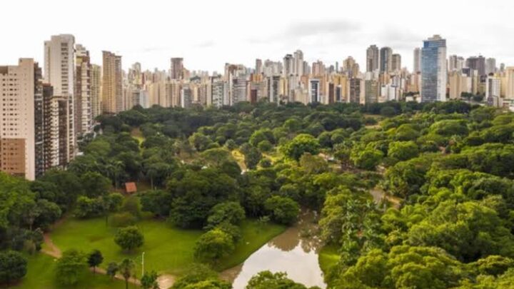 Veja como as árvores ajudam a combater o calor nas cidades