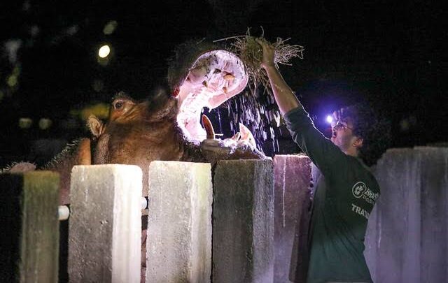 Zoológico de Brasília abre inscrições para Zoo Noturno em outubro