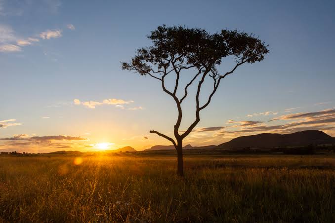 CERRADO PATRIMÔNIO NACIONAL JÁ!