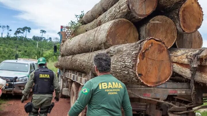 Extração ilegal de madeira aumentou 19% na Amazônia
