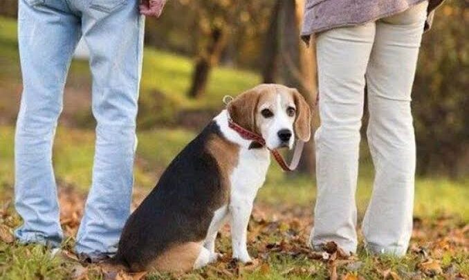 Senado começa a regulamentar a guarda compartilhada de animais