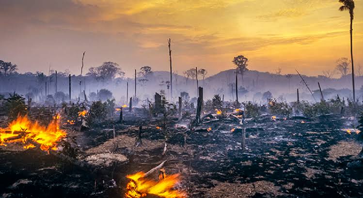 Salve a Amazônia: 2024 foi um ano de muito sofrimento para a maior floresta tropical do mundo